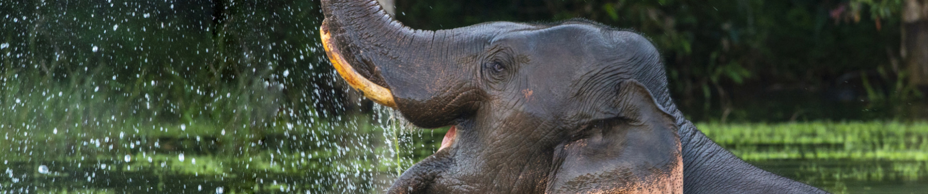 Elephant dans l'eau, Thaïlande