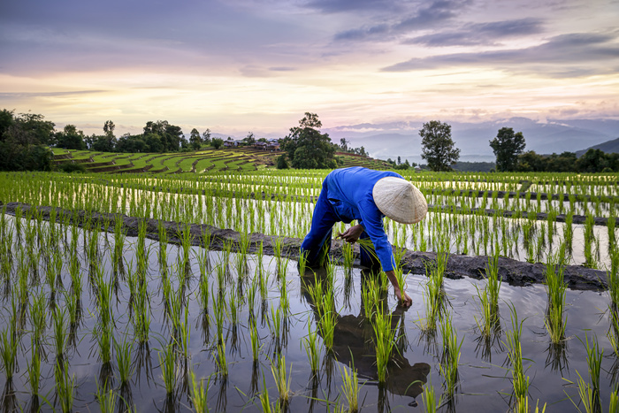 Chiang Mai hiver