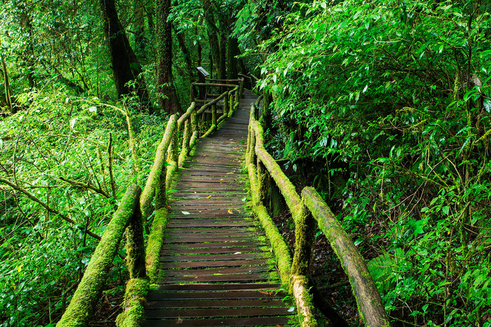 Sentier de randonnée à Doi Inthanon