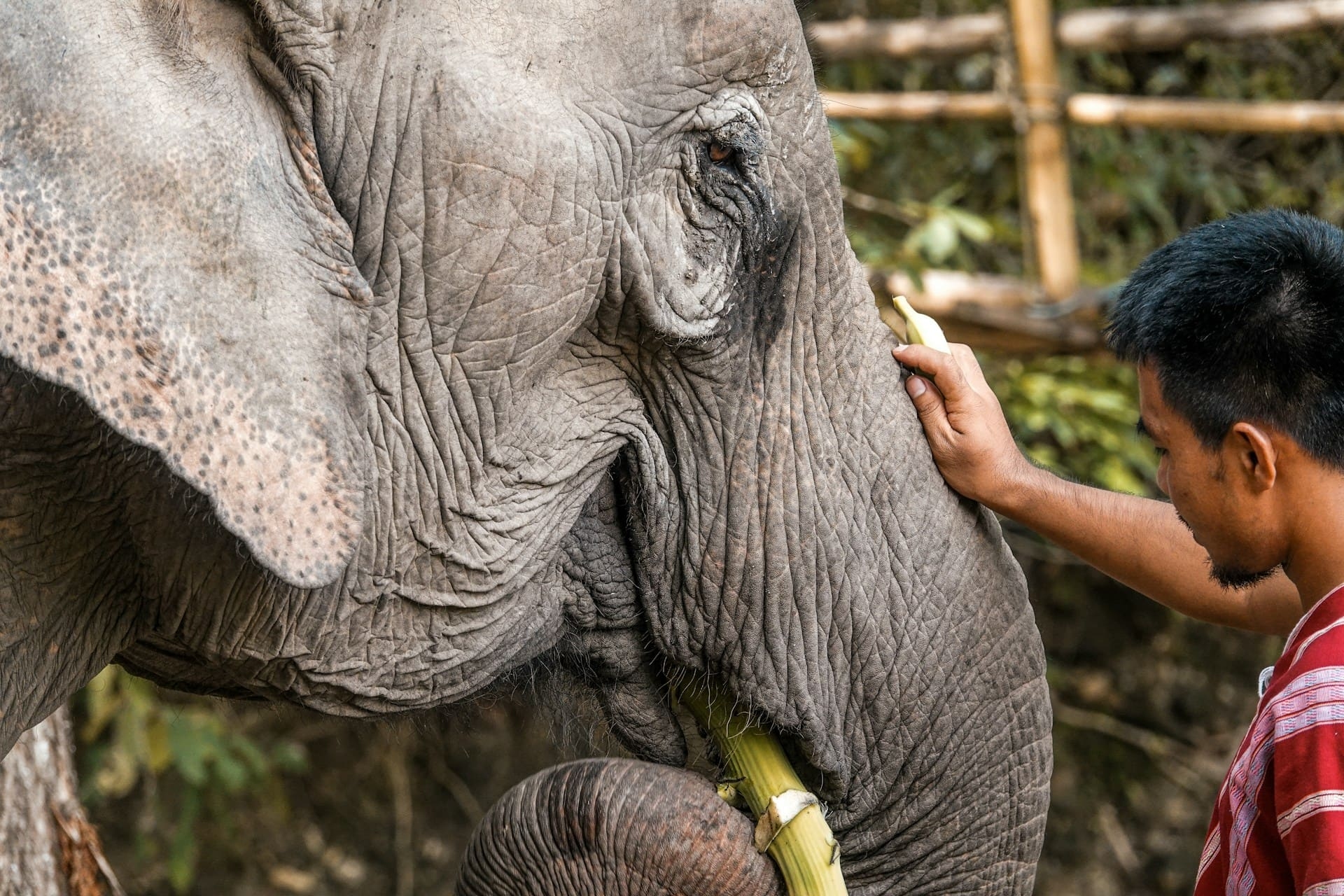 homme-elephant-thailande