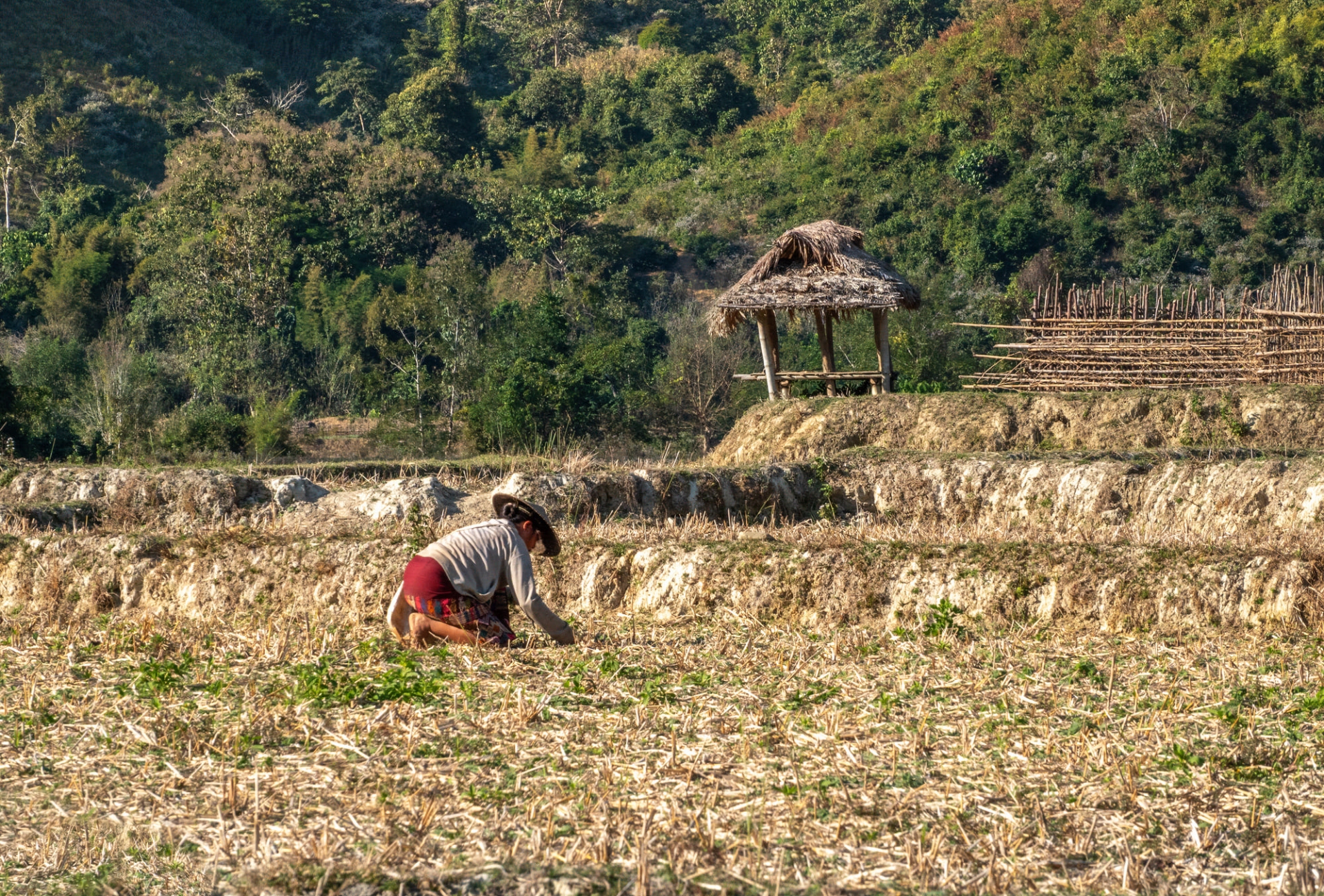 recolte-riz-laos