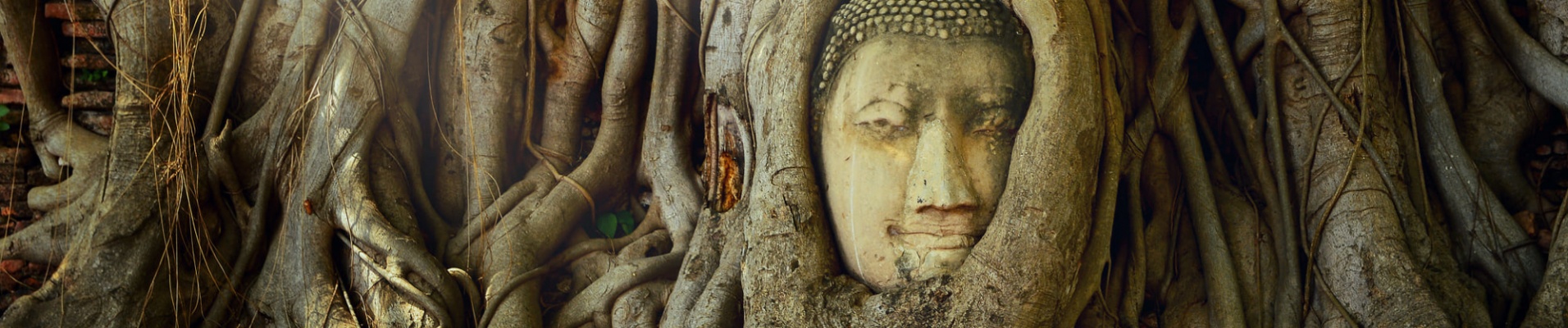 Bouddha, tête arbre, Ayutthaya