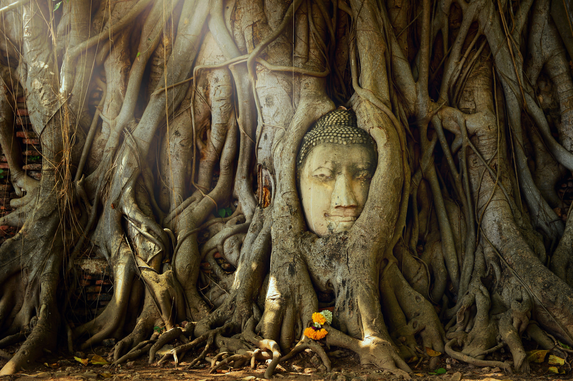 Bouddha, tête arbre, Ayutthaya