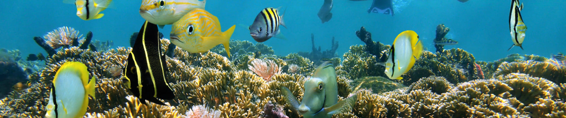 Faire du snorkelling en Thaïlande