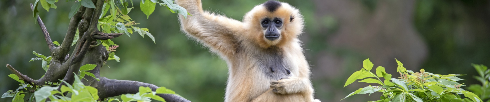 Gibbon dans une forêt en Thaïlande