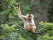 Gibbon dans une forêt en Thaïlande