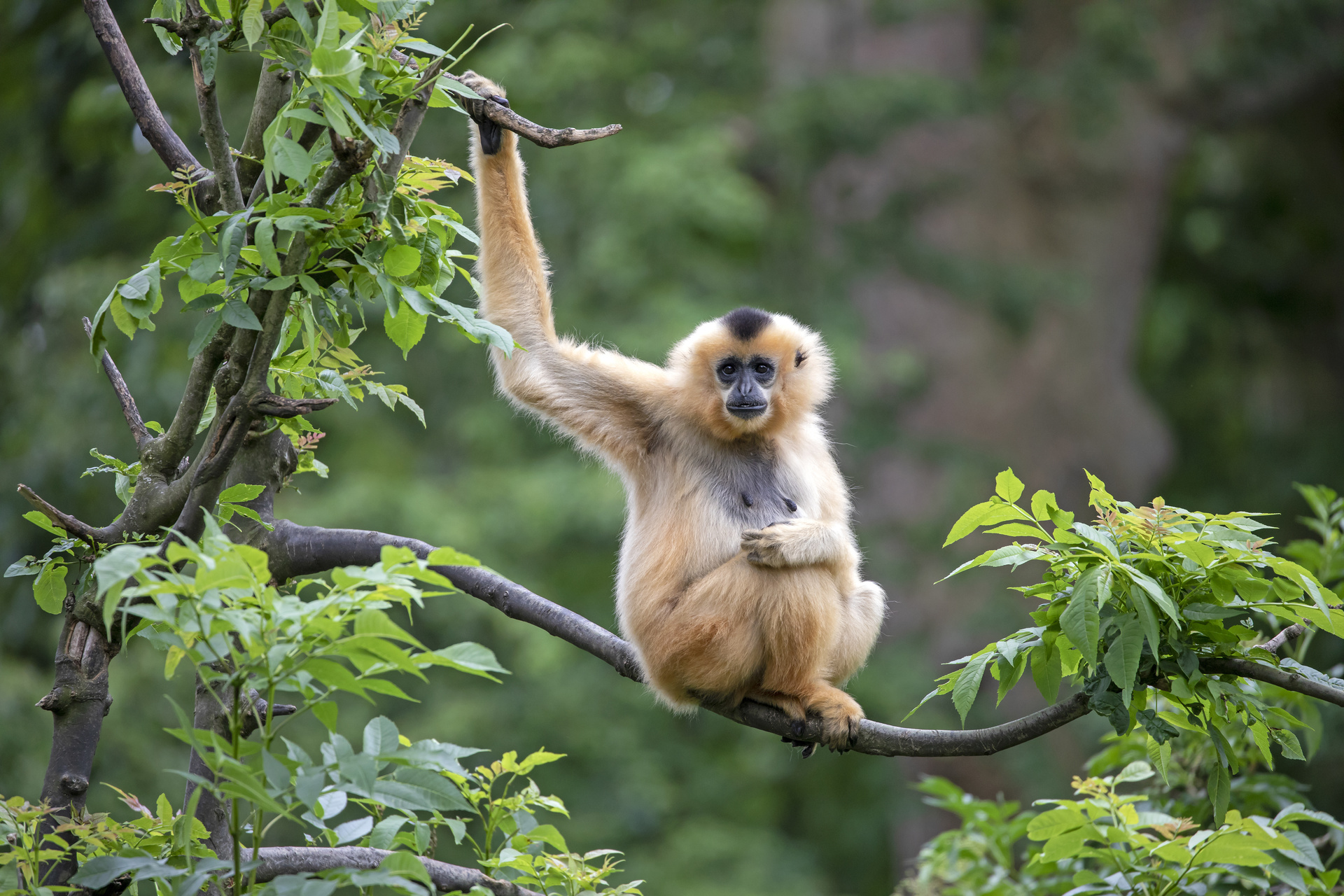 Gibbon dans une forêt en Thaïlande