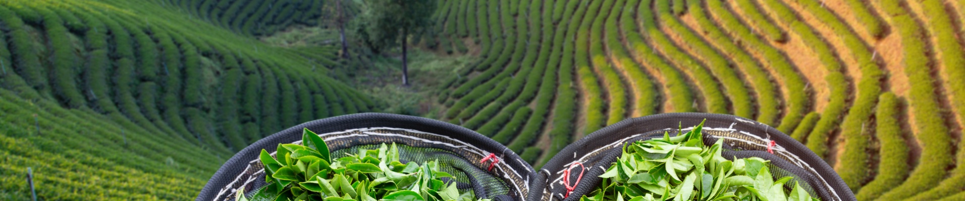 Plantations de thé Nord Thaïlande