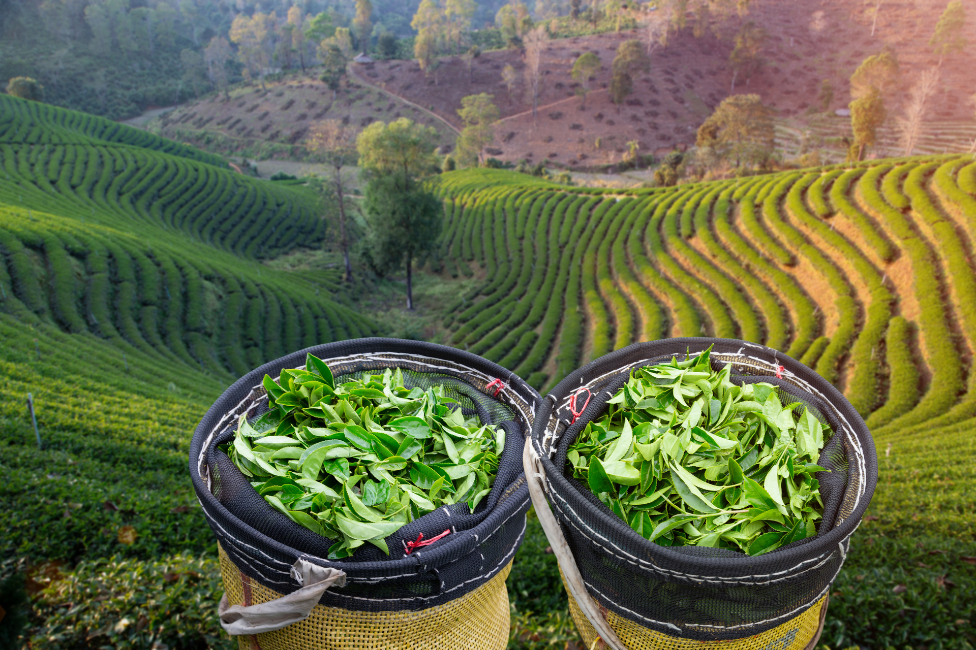 Plantations de thé Nord Thaïlande