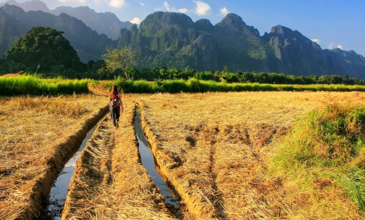 Champ à Vang Vieng au Laos