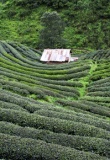 Champs de thé à Fang, nord Thaïlande