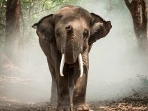 Camp de conservation d'éléphants