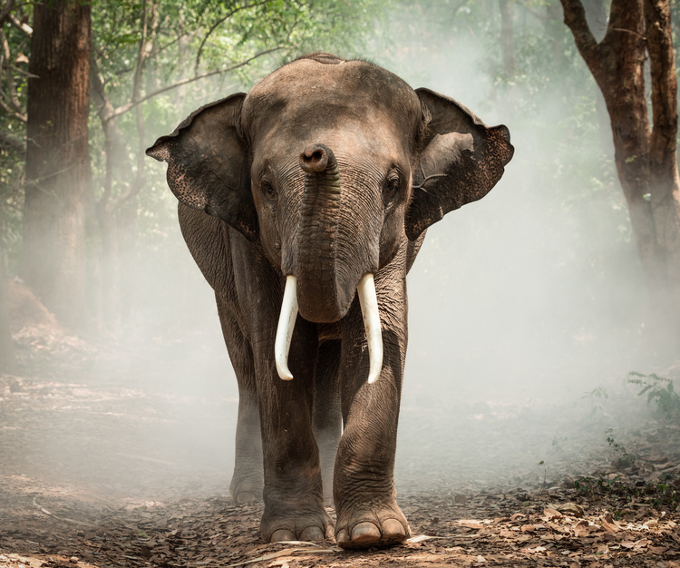 Camp de conservation d'éléphants
