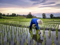 Chiang Mai hiver