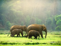 Eléphants en Thaïlande