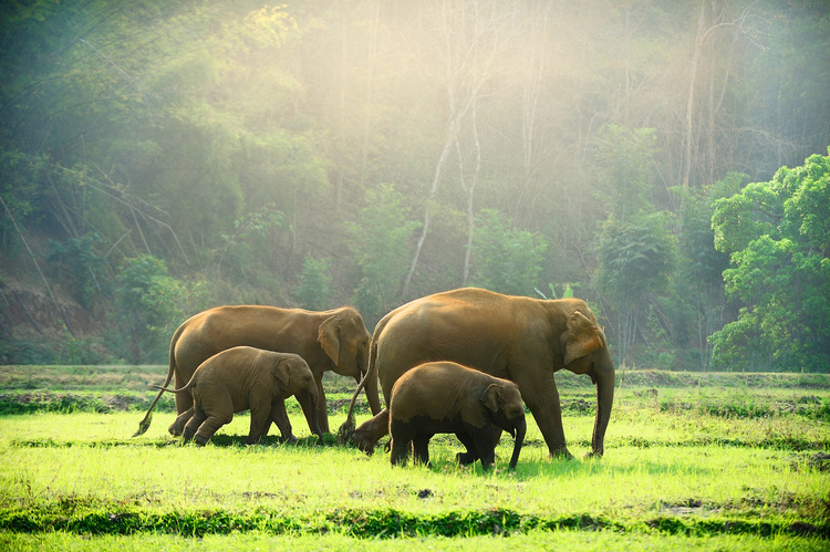 Eléphants en Thaïlande