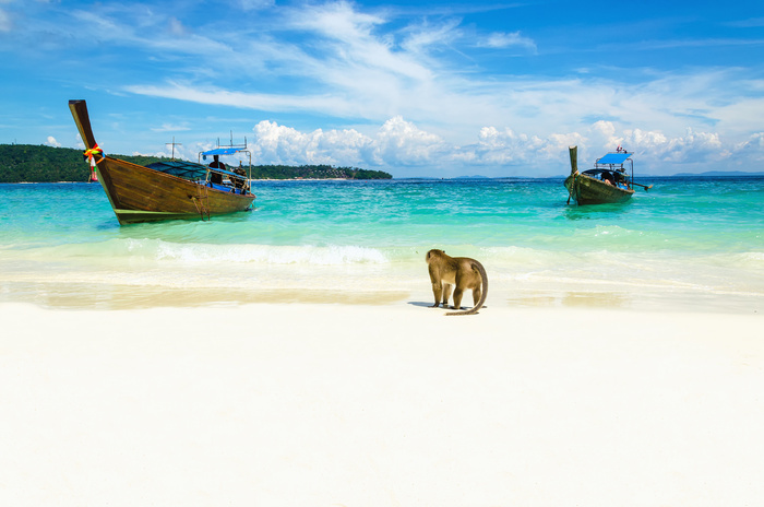 Singe à Phuket