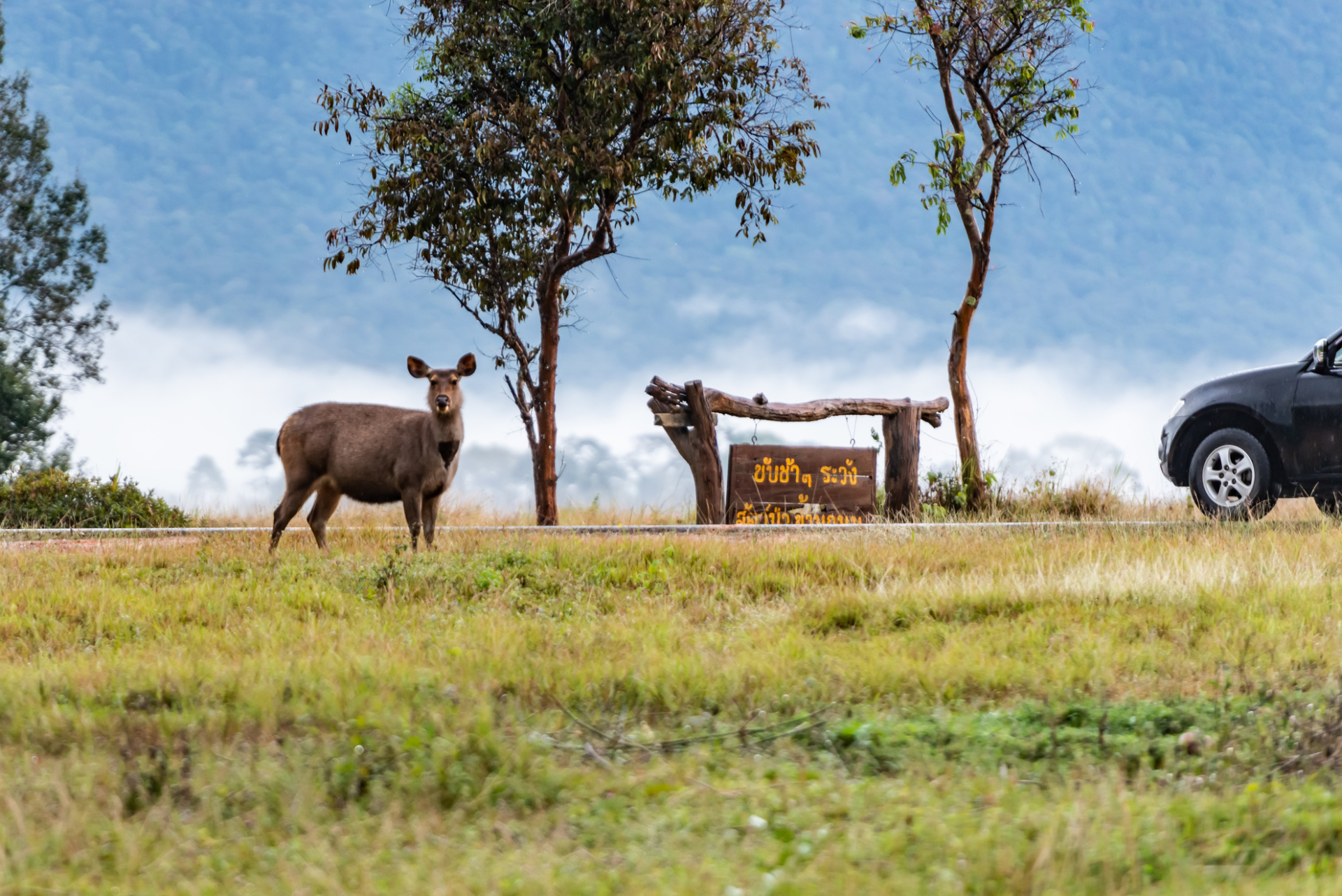 Biche au parc national Khao Yai, Thailande