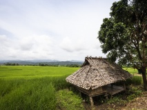 Champ de riz à Mae Sariang