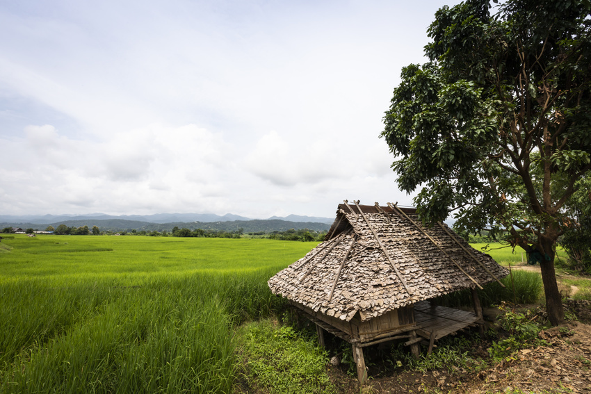 Champ de riz à Mae Sariang