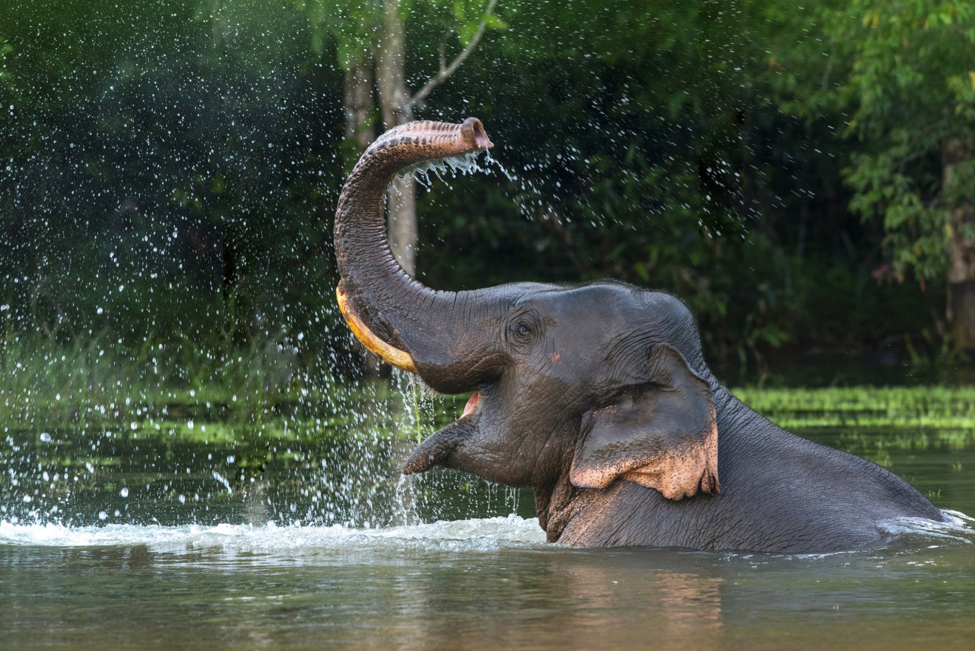 Elephant dans l'eau, Thaïlande