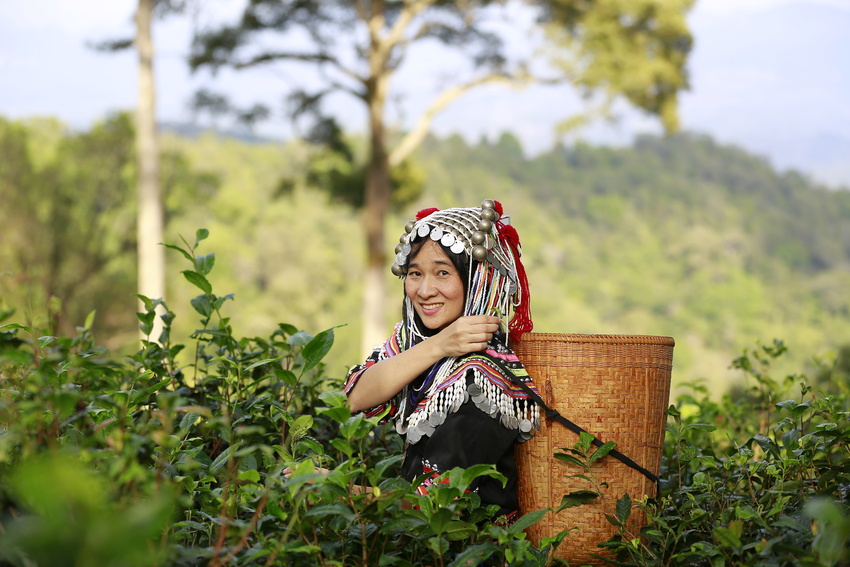 Femme récoltant du thé