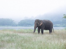 Elephant Nature Park, Lampang