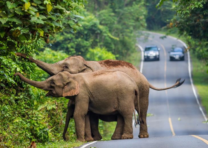 voyage thailande insolite