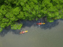 Mangroves d'Ao Thalane