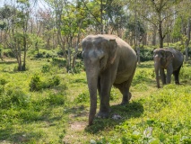 Sanctuaire aux éléphants