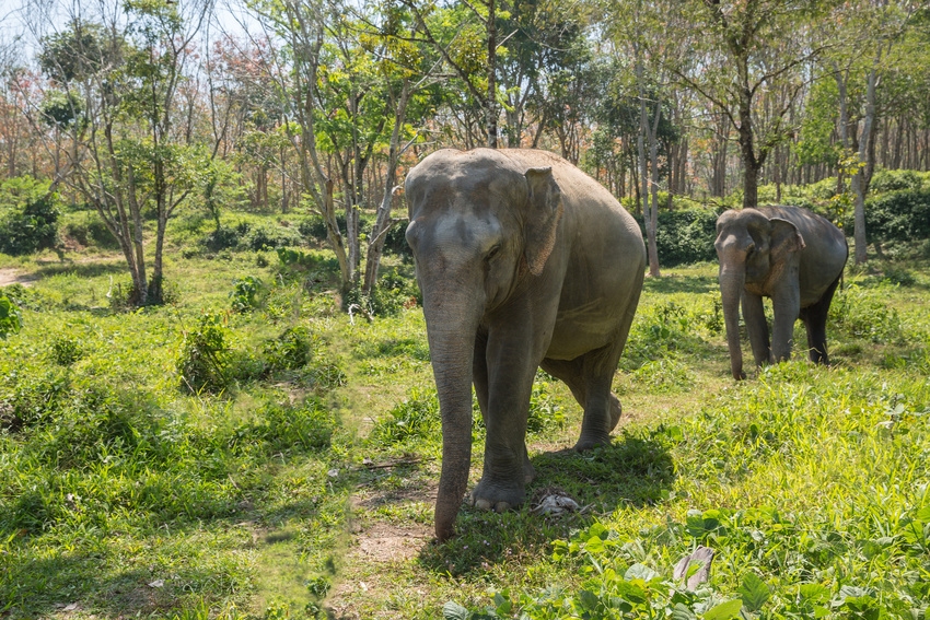 Sanctuaire aux éléphants